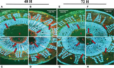 Caffeoyl-CoA 3-O-methyltransferase gene family in jute: Genome-wide identification, evolutionary progression and transcript profiling under different quandaries